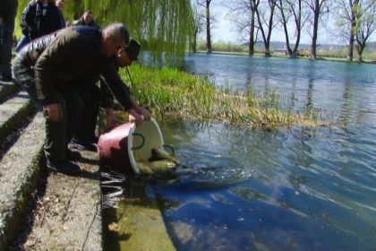 Descoperă Lacul Teplița: O Bijuterie Naturala din Borșa