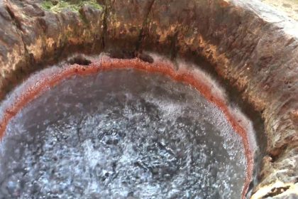 Descoperă Poiana Botizii: O Comoară Naturală a României