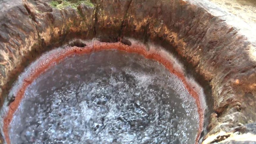 Descoperă Poiana Botizii: O Comoară Naturală a României