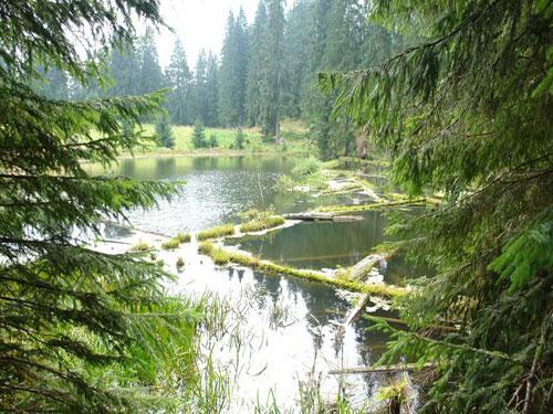 Descoperă Magia Rezervației Tăul Zânelor din Baia Sprie