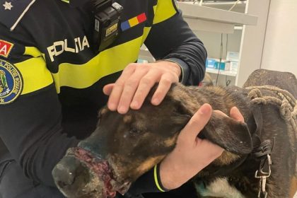 acte de cruzime asupra unui caine in baita de sub codru 67961d79e9688