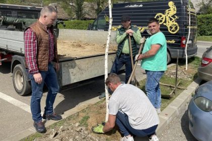 baia mare in anul 2024 s au plantat 585 de arbori din peste 30 de specii 6783c6b9891f1