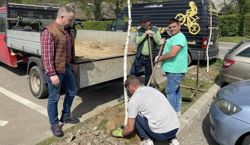 baia mare in anul 2024 s au plantat 585 de arbori din peste 30 de specii 6783c6b9891f1