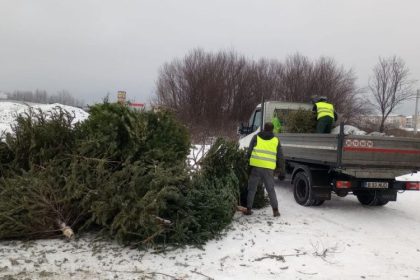 baia mare incepe colectarea brazilor de craciun 677f712ce3a13