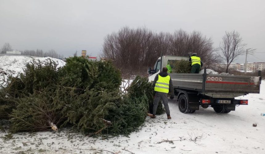 baia mare incepe colectarea brazilor de craciun 677f712ce3a13