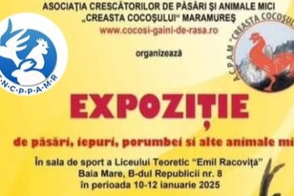 expozitie de pasasri iepuri porumbei si alte animale mici 6780f2b5ab5e1