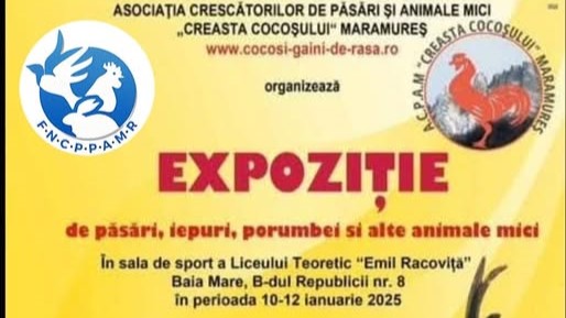 expozitie de pasasri iepuri porumbei si alte animale mici 6780f2b5ab5e1
