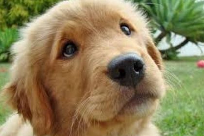 protectia animalelor sfaturi in cazul pierderii cainilor 67775dfd18d17