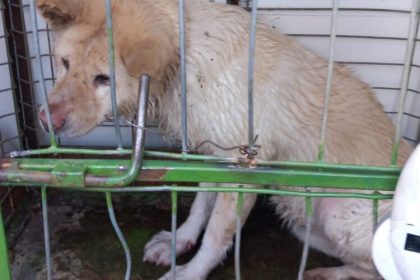 baia mare catelusa salvata din albia raului sasar 67b57b24e2303