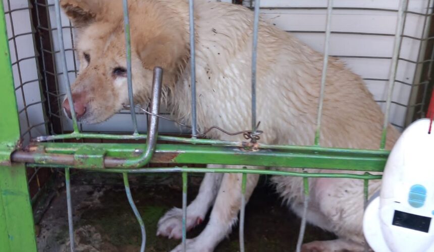 baia mare catelusa salvata din albia raului sasar 67b57b24e2303