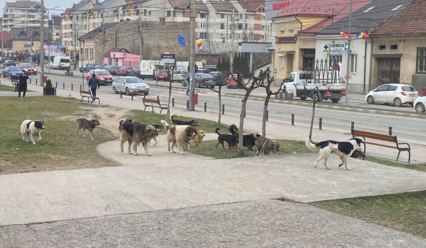 orosz krisztofer pentru solutionarea problemei cainilor fara stapan este nevoie de consens social 67b306ce7985b