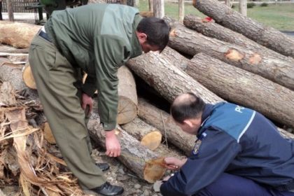 sanctionat de jandarmi pentru taiere ilegala si furt de material lemnos 67a9c901c1baf