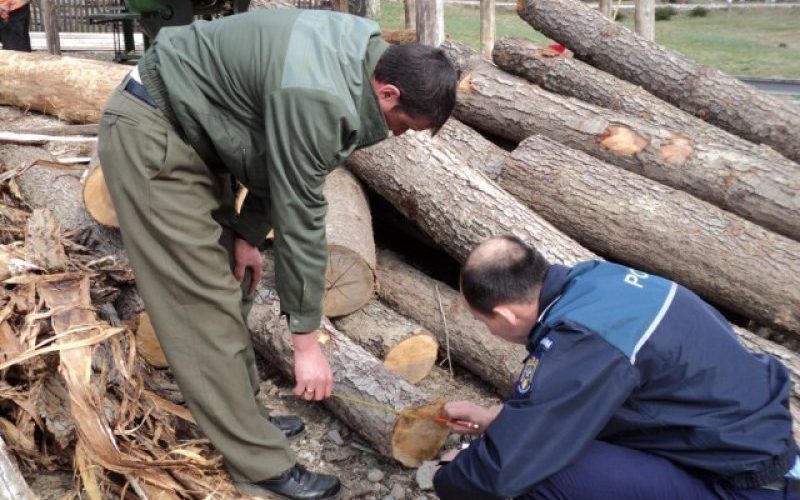 sanctionat de jandarmi pentru taiere ilegala si furt de material lemnos 67a9c901c1baf