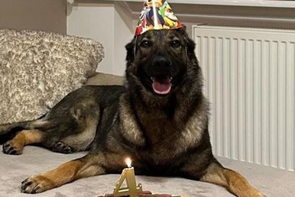 special prieteni de nadejde ai politistilor 67b58b8db0ab5