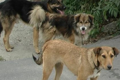 ocna sugatag atac canin 67c967255bcde