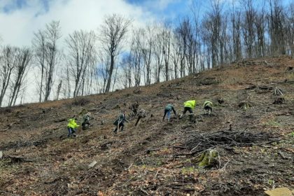 actiune de impadurire in districtul i baita 67f8eedb3d5aa