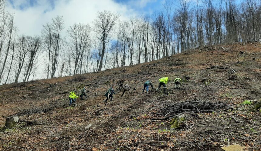 actiune de impadurire in districtul i baita 67f8eedb3d5aa