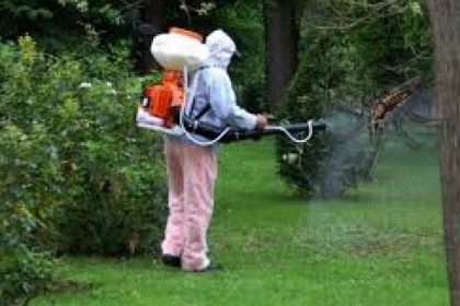 baia mare doua saptamani de dezinsectie anunta spau 6810c21de49ab