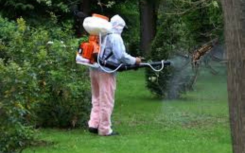 baia mare doua saptamani de dezinsectie anunta spau 6810c21de49ab