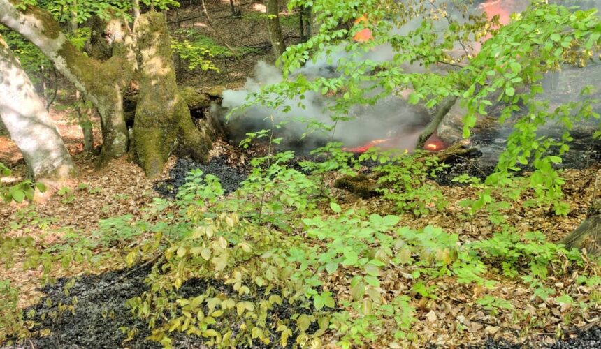 isu incendiu de litiera de padure in comuna lapus 6811eadb79af9