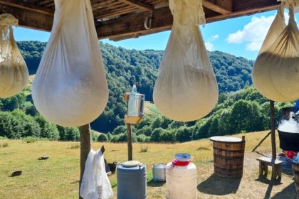 traditie vie masurisul oilor in tara lapusului 6810a1a8147df