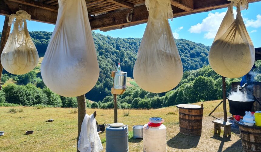 traditie vie masurisul oilor in tara lapusului 6810a1a8147df