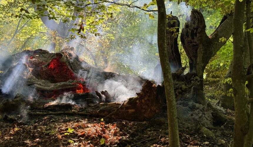 pompierii maramureseni au actionat pentru lichidarea mai multor arderi necontrolate de vegetatie uscata si litiera de padure 68131dfb5c10b