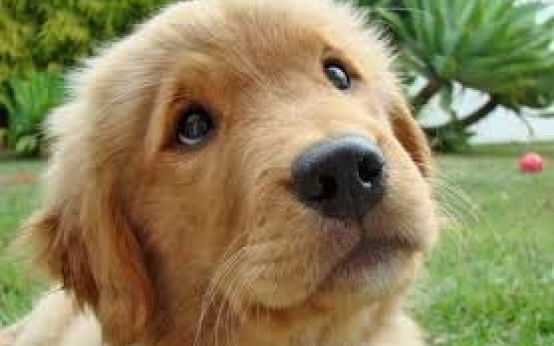 sighet sterilizare gratuita pentru caini 683573e2875e8