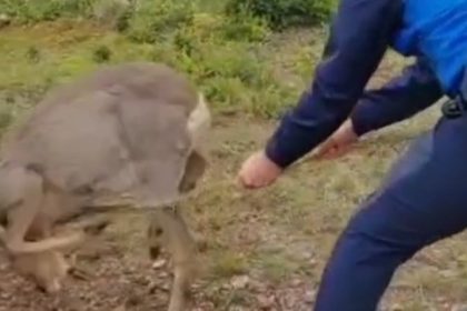 video caprioara salvata de jandarmii montani 682f3a7adb470