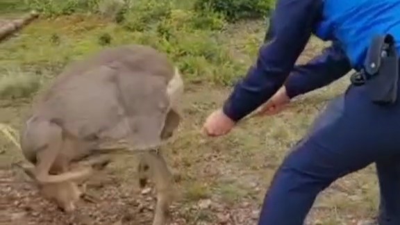 video caprioara salvata de jandarmii montani 682f3a7adb470