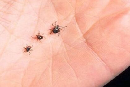 baia mare actiune de dezinsectie impotriva tantarilor si capuselor 6847e304dcd3a