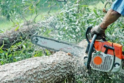 farcasa tineri cercetati pentru taiere ilegala si furt de arbori 6843ba1b2a61a