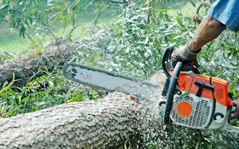 farcasa tineri cercetati pentru taiere ilegala si furt de arbori 6843ba1b2a61a