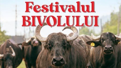 festivalul bivolului din tara lapusului la cea de a 2 a editie 6887857485aca