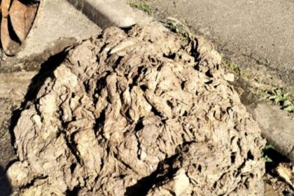 vital semnal de alarma utilizare necorespunzatoare a sistemului de canalizare in baia sprie 6878bb72ac144