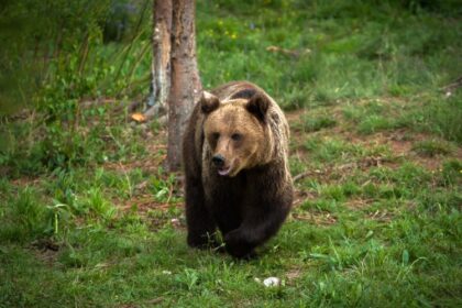baia sprie prezenta unei ursoaice cu pui semnalata in zona lacului albastru 689c0e8dca858