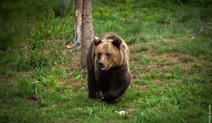 baia sprie prezenta unei ursoaice cu pui semnalata in zona lacului albastru 689c0e8dca858