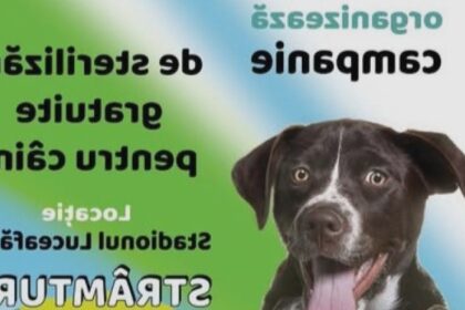 stramtura campanie de sterilizare gratuita caini 68ad7e6fa3d2f