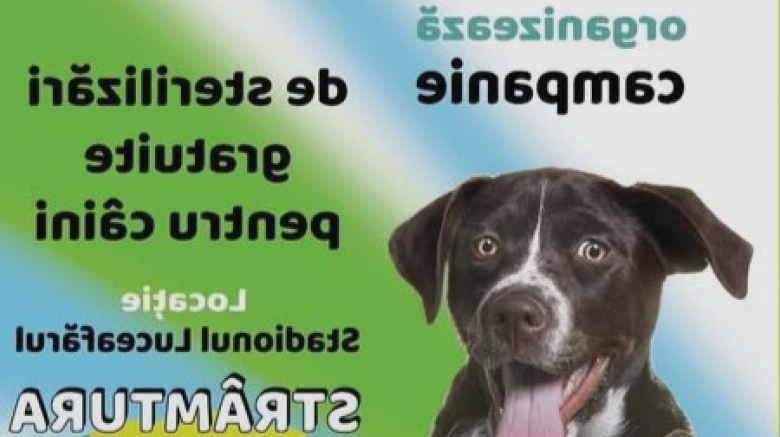 stramtura campanie de sterilizare gratuita caini 68ad7e6fa3d2f