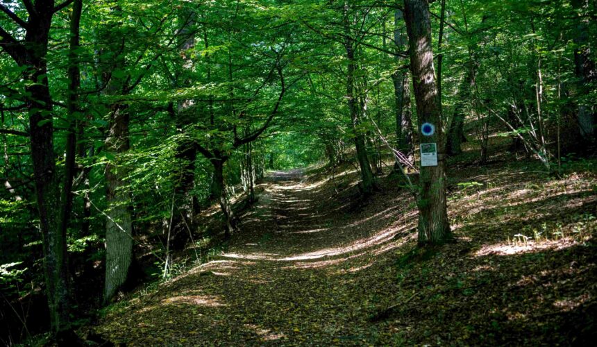 traseu tematic reabilitat craiasca o padure cu poveste 68bea9c6aac55