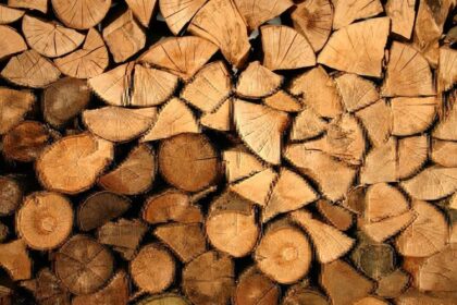 ipj s au ales cu dosare penale pentru taieri si furt de arbori 6914a04993bf4