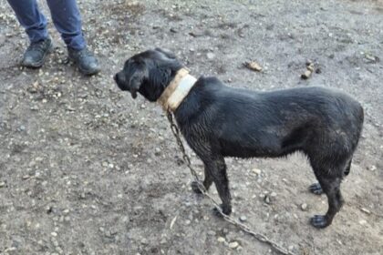 sighetu marmatiei catel salvat de politistii biroului pentru protectia animalelor 69208629b0f06