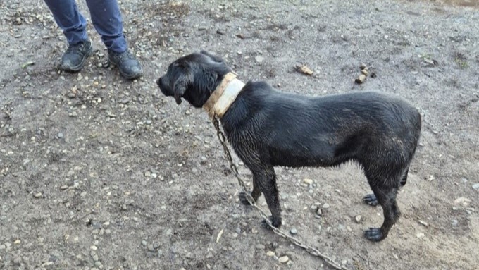 sighetu marmatiei catel salvat de politistii biroului pentru protectia animalelor 69208629b0f06