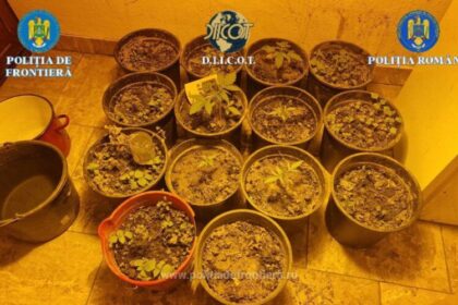 perchezitii intr un dosar de trafic de droguri 694411b5c1c33