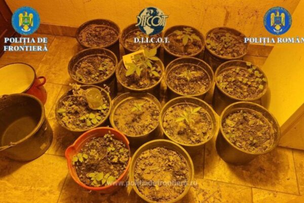 perchezitii intr un dosar de trafic de droguri 694411b5c1c33