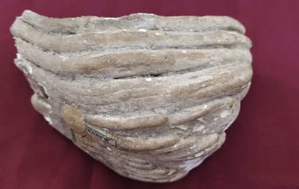 muzeul judetean de istorie exponatul lunii martie fragment de molar de mamut 69a80573c29fe