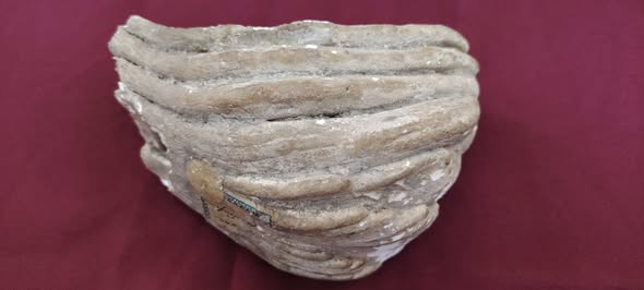 muzeul judetean de istorie exponatul lunii martie fragment de molar de mamut 69a80573c29fe