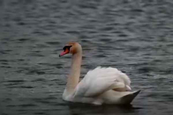 muzeul maramuresan ziua pasarilor vedeta de pe lacul teplita 69ccf6921c9ca