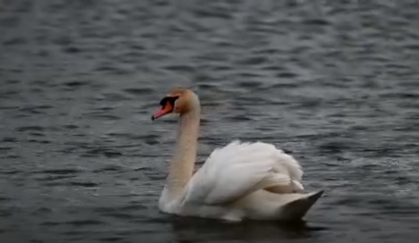 muzeul maramuresan ziua pasarilor vedeta de pe lacul teplita 69ccf6921c9ca