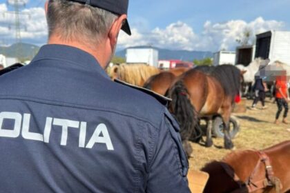 baia mare actiune pentru protectia animalelor desfasurata la festivalul international ecvestru 6abab4e04ee1c